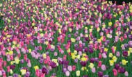 NYC Tulips