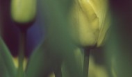 Spring Tulip 1