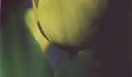 Spring Tulip 2