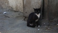 Feral Egyption Cat