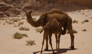 Wadi Rum Camels 2