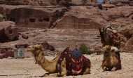 Petra Camels Amphitheatre 2