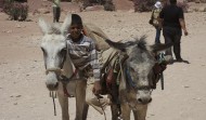 Petra Boy and Donkeys